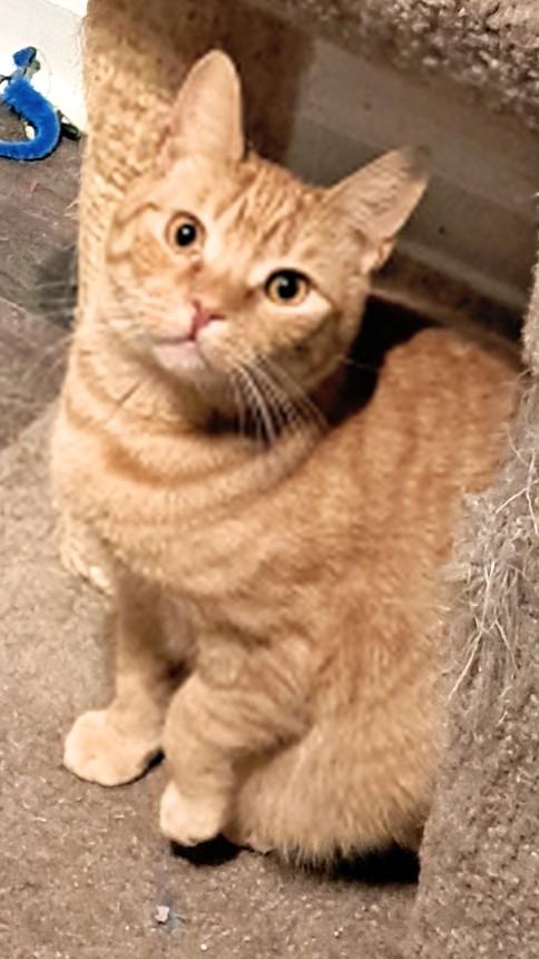 Juicy, a Adoptable Domestic Short Hair in Buffalo, NY image 2/6