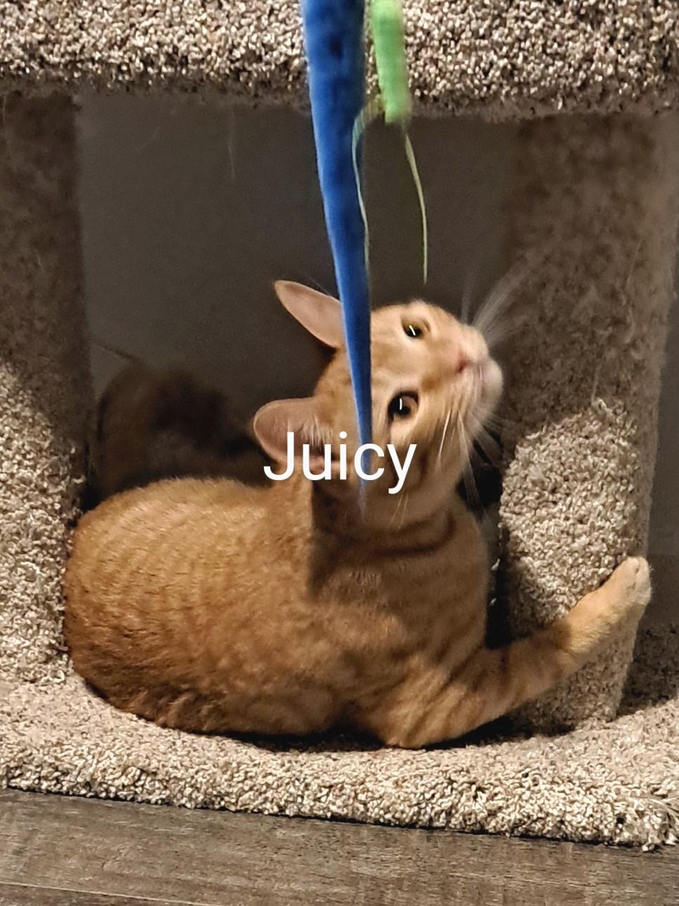 Juicy, a Adoptable Domestic Short Hair in Buffalo, NY image 3/6
