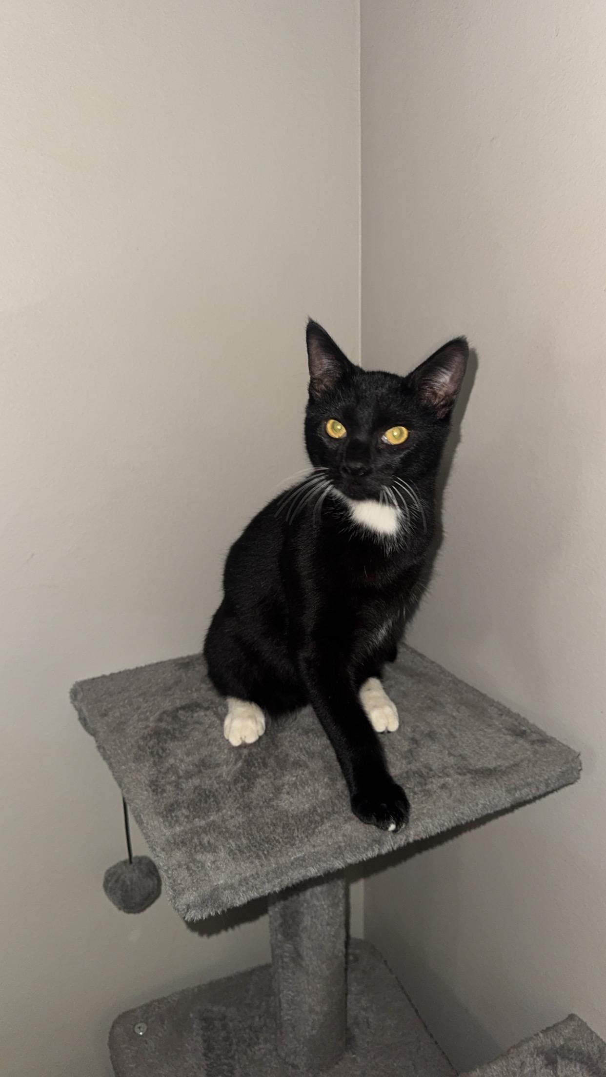 Enlarge Oreo , a ADOPTABLE Domestic Short Hair in Chickasaw, AL image 1/4