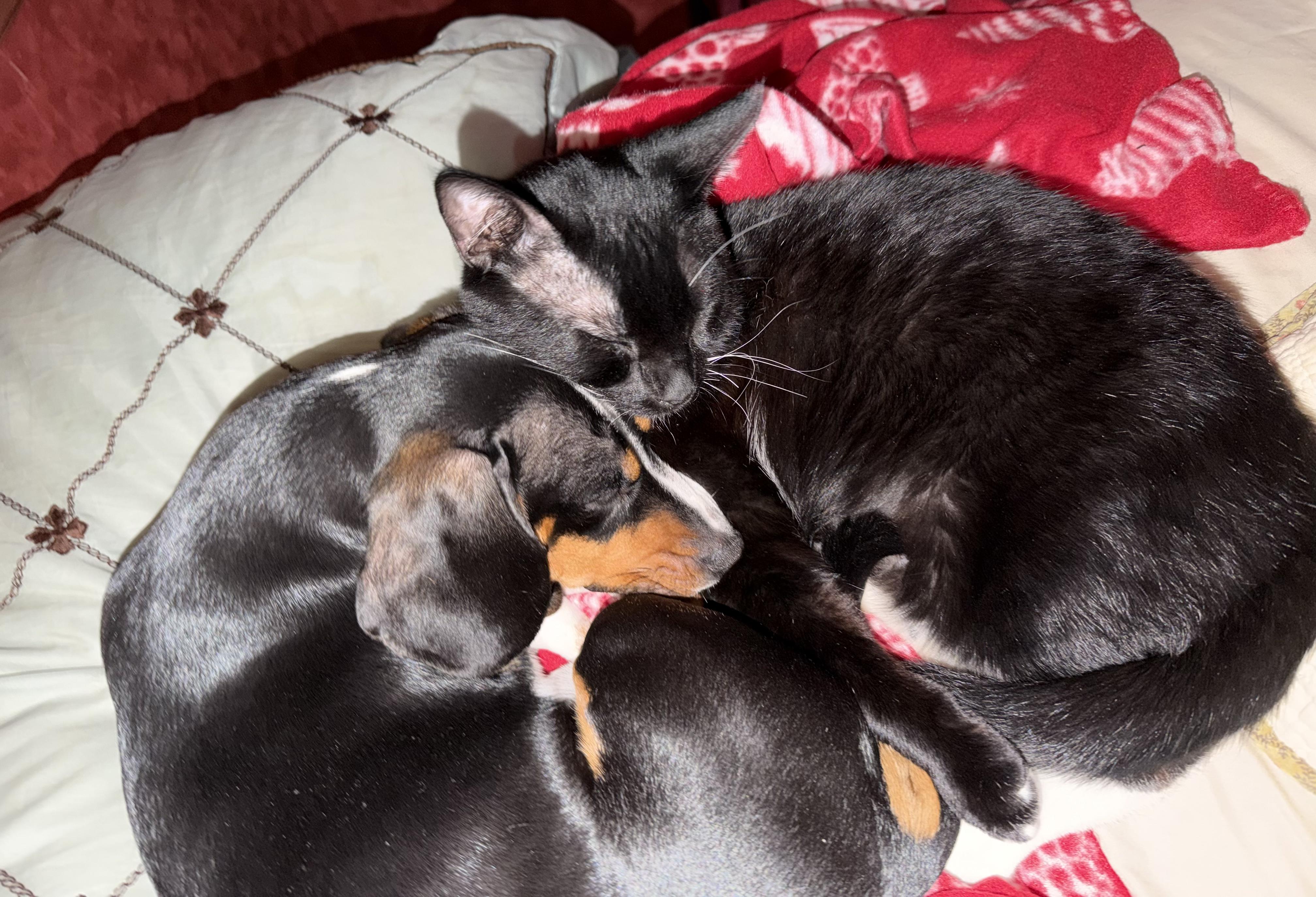 Enlarge Oreo , a ADOPTABLE Domestic Short Hair in Chickasaw, AL image 4/4