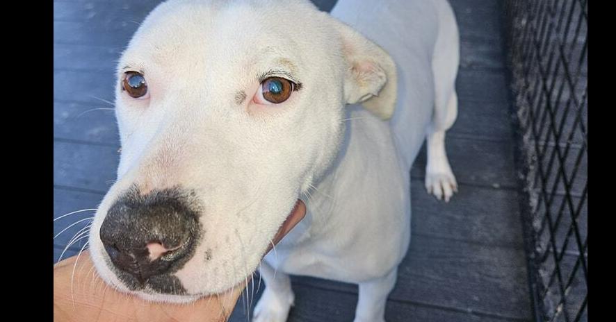 Enlarge OG, a Adoptable mixed breed in Ridgeland, SC image 1/1