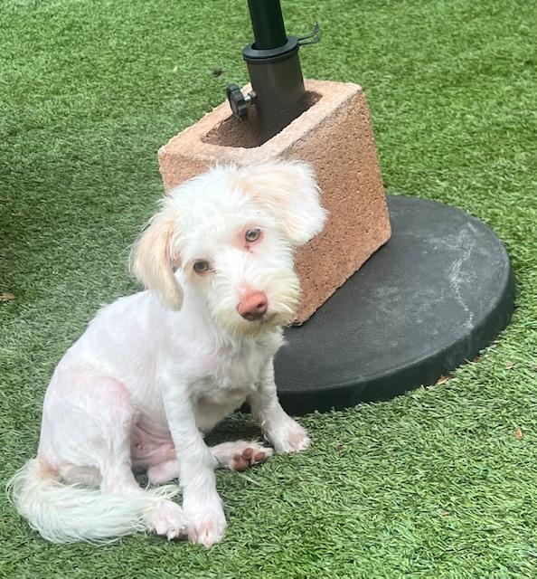 Enlarge Danny, an adopted mixed breed in El Segundo, CA image 1/1