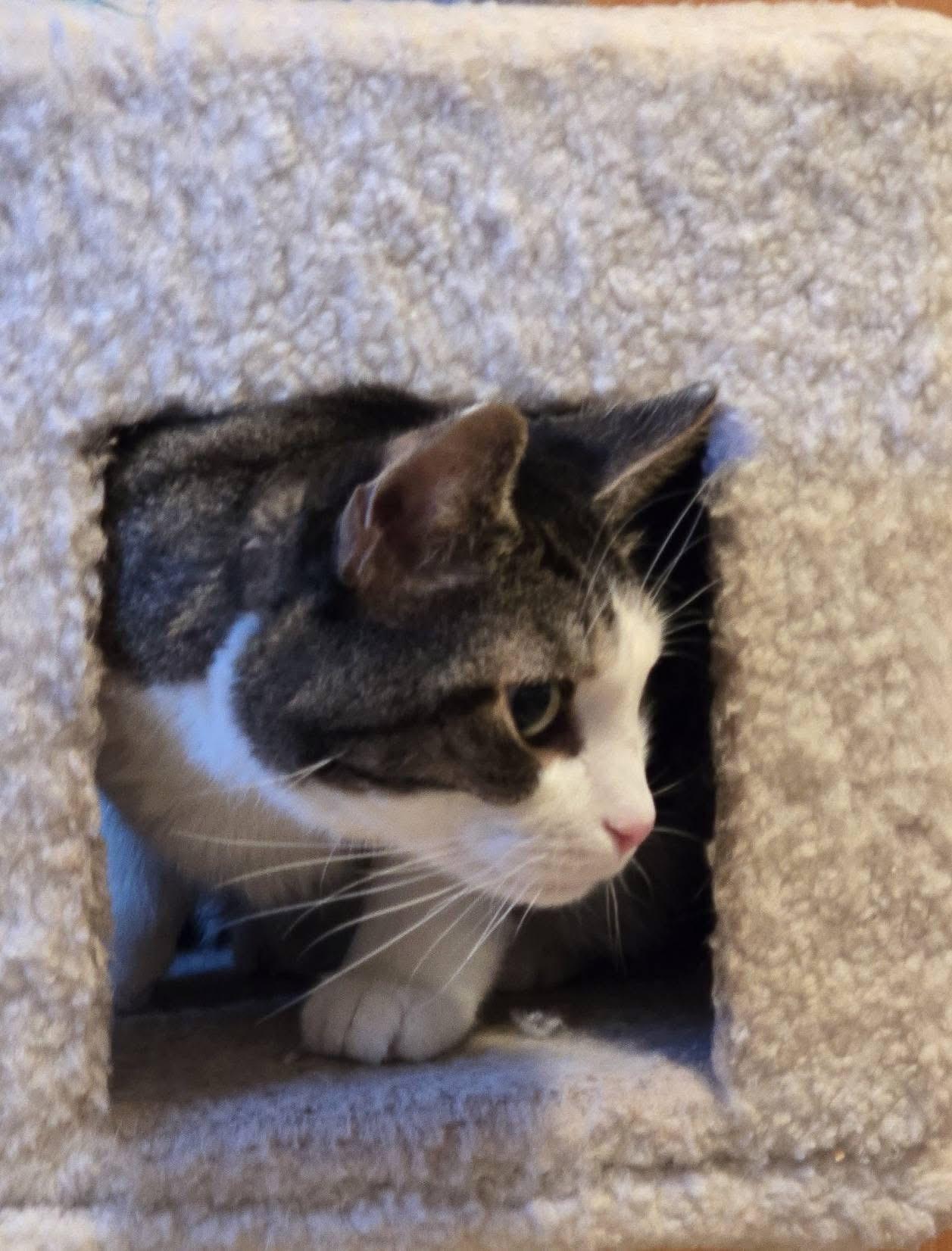 Enlarge Bobby, a ADOPTABLE Domestic Short Hair in Andover, CT image 2/6