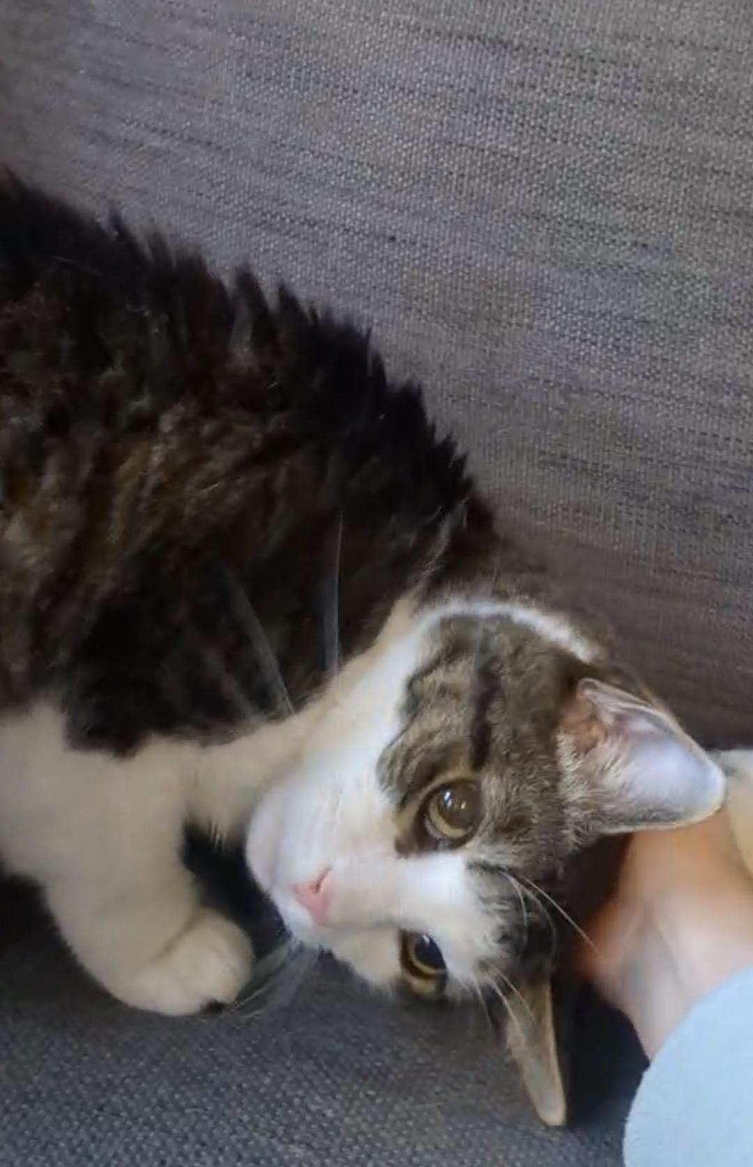 Enlarge Bobby, a ADOPTABLE Domestic Short Hair in Andover, CT image 4/6