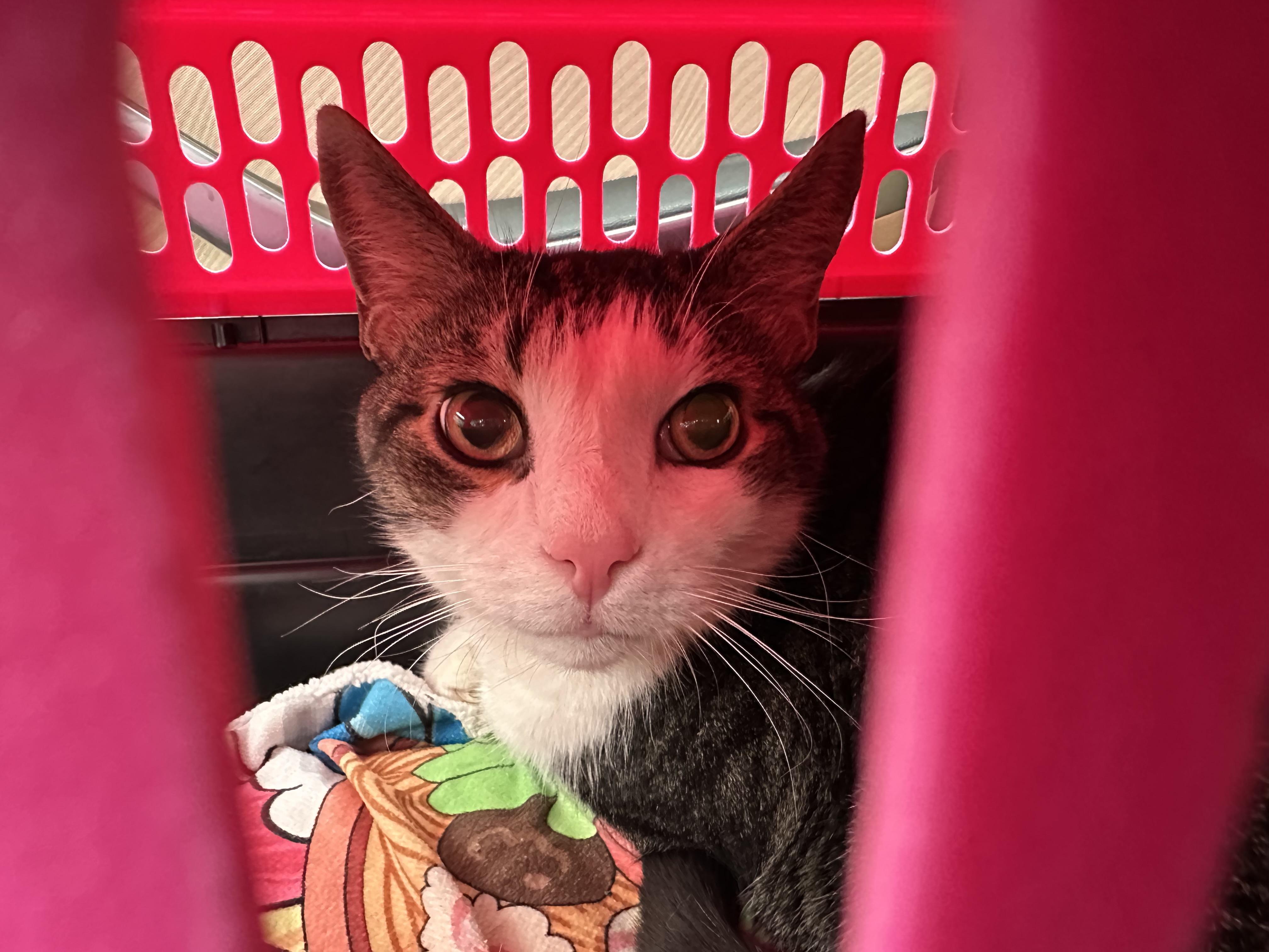 Enlarge Bobby, a ADOPTABLE Domestic Short Hair in Andover, CT image 5/6