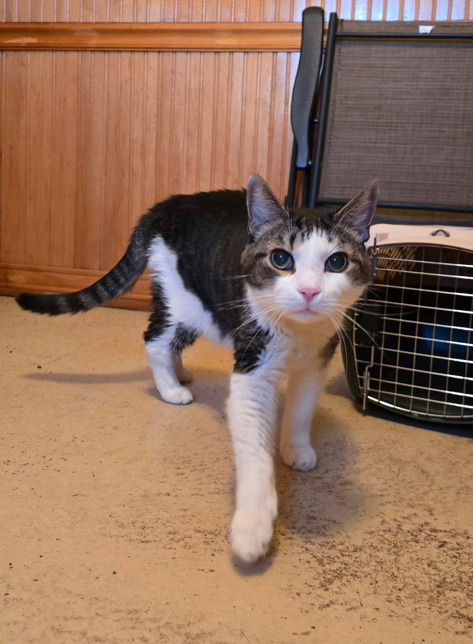 Enlarge Bobby, a ADOPTABLE Domestic Short Hair in Andover, CT image 1/6