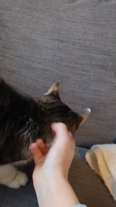 Enlarge Bobby, a ADOPTABLE Domestic Short Hair in Andover, CT video 3/6