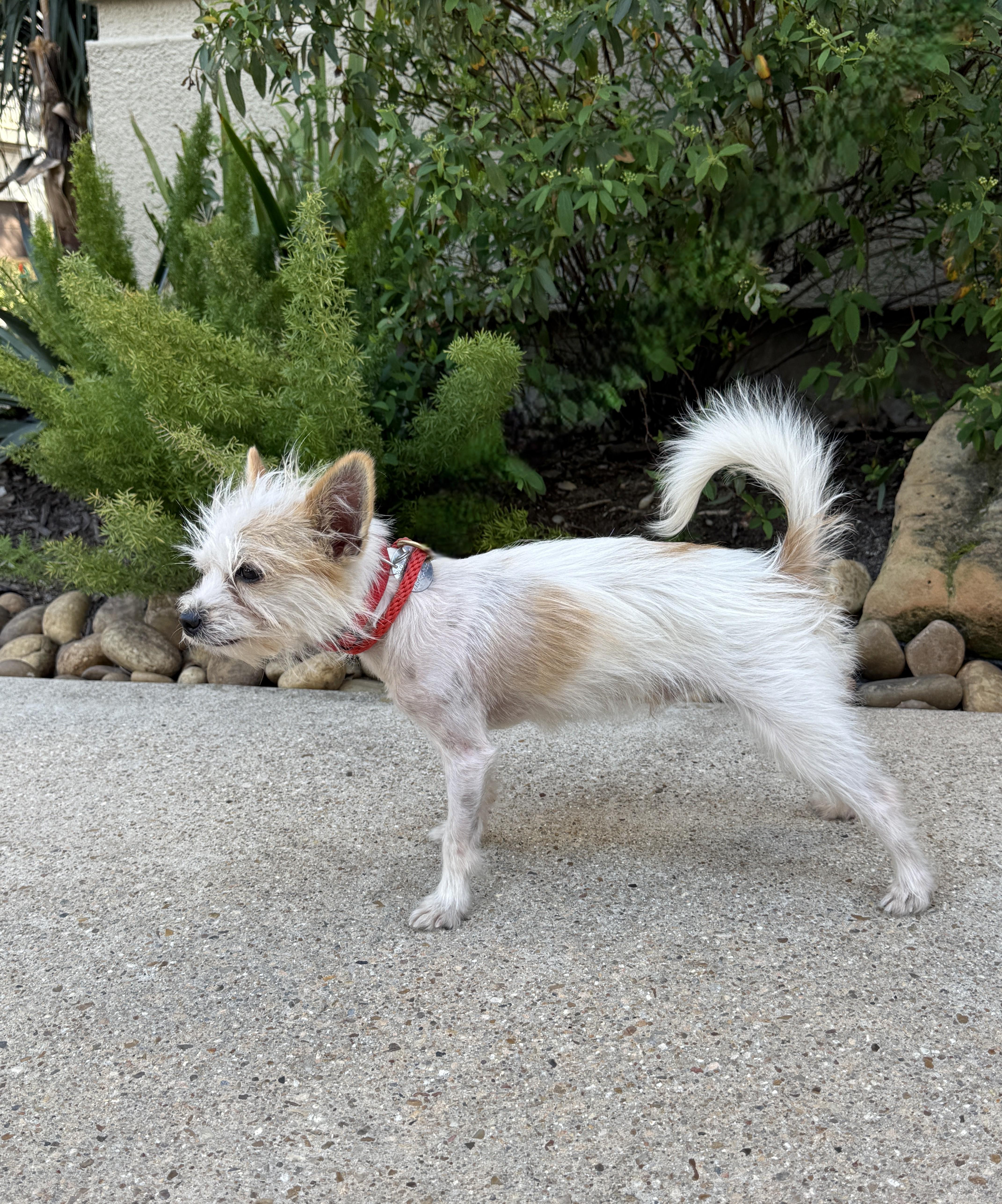 Enlarge Wizard, a Adopted mixed breed in Houston, TX image 2/4