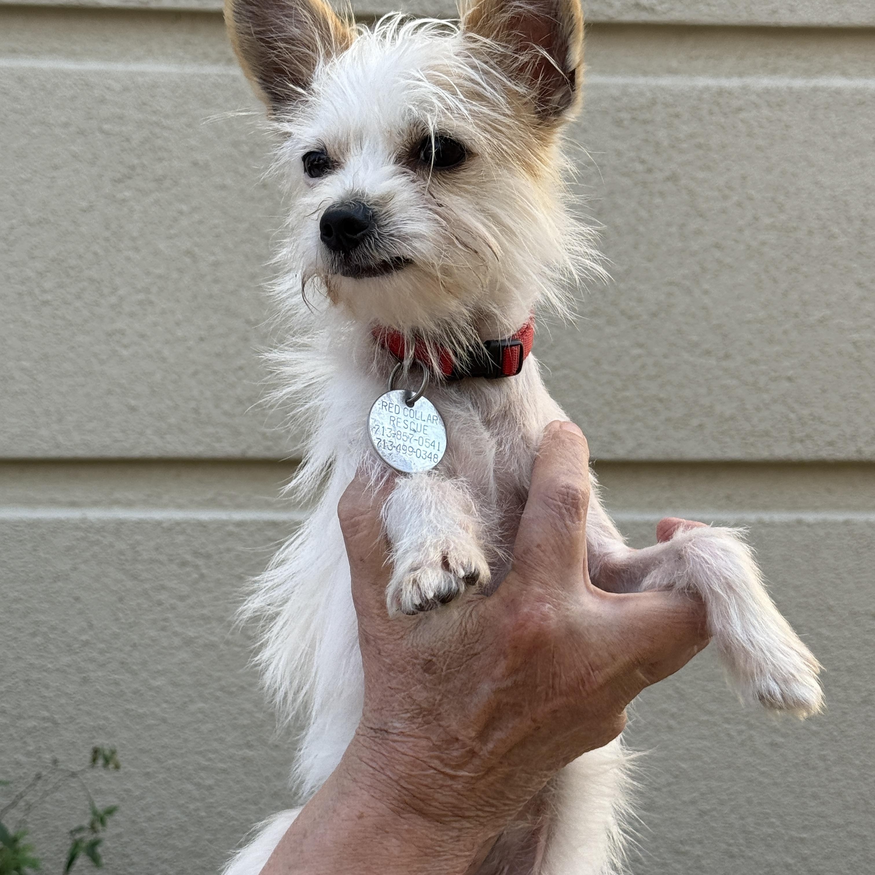 Enlarge Wizard, a Adopted mixed breed in Houston, TX image 4/4