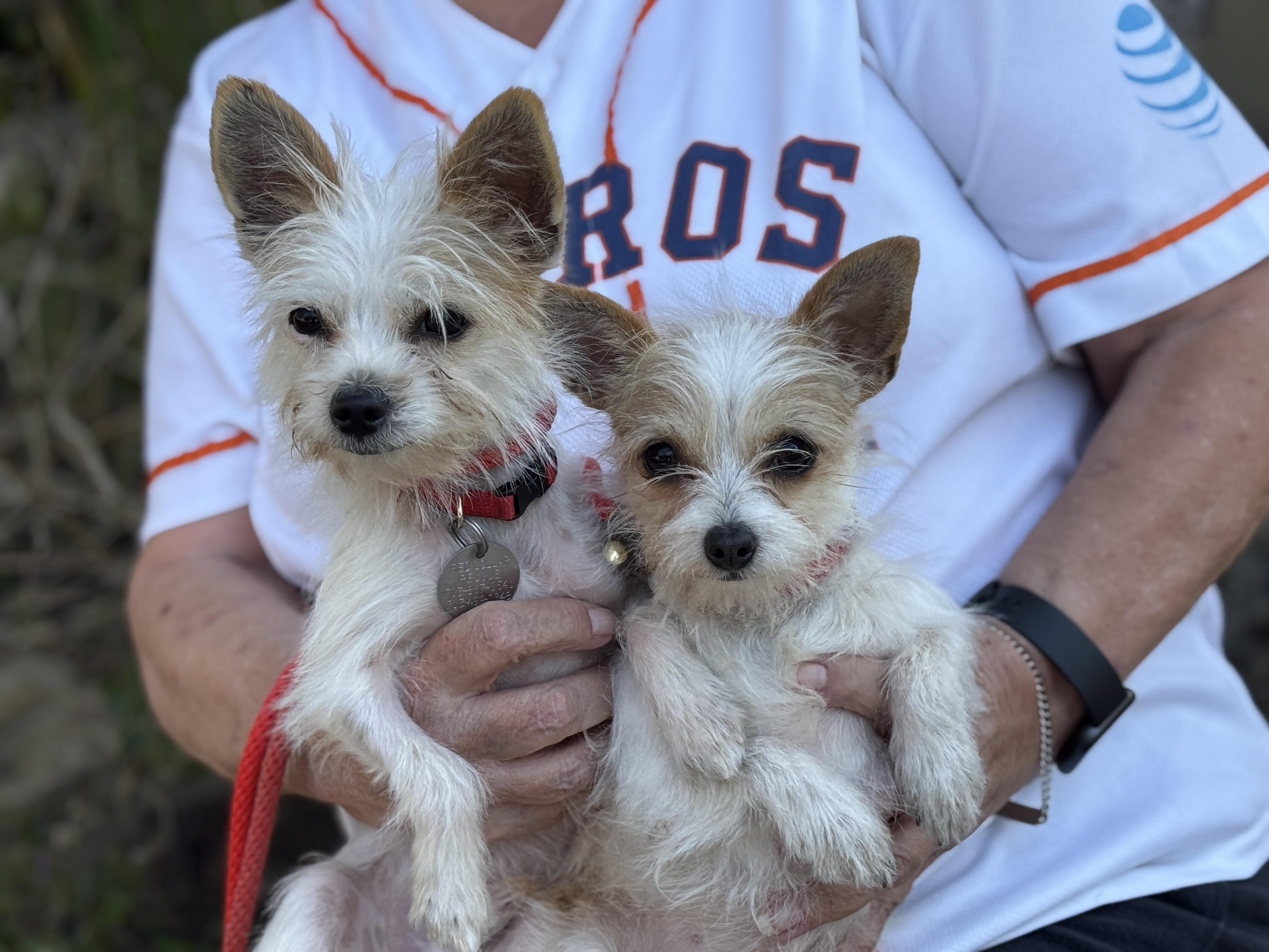 Wizard, Adopted, Young Male Wirehaired Terrier & Chihuahua.