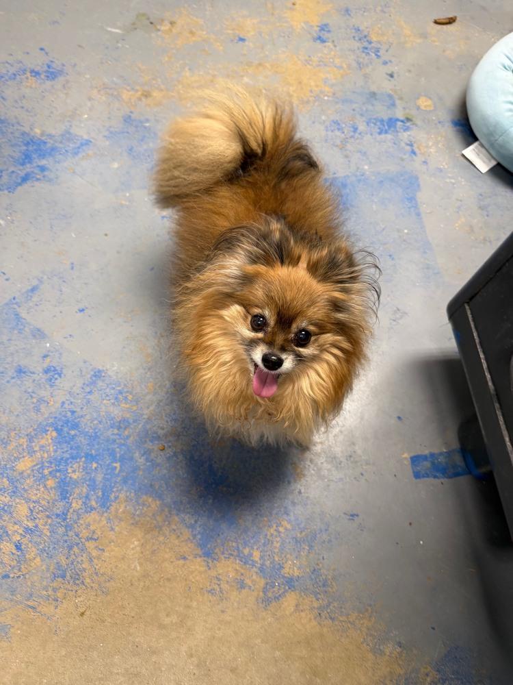 Mama & Mikey, Adoptable, Adult Male Pomeranian.