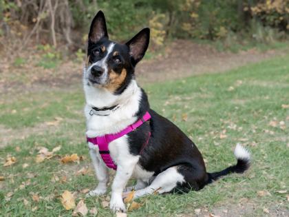 Stella, Adoptable, Senior Female Cardigan Welsh Corgi & Parson Russell Terrier.
