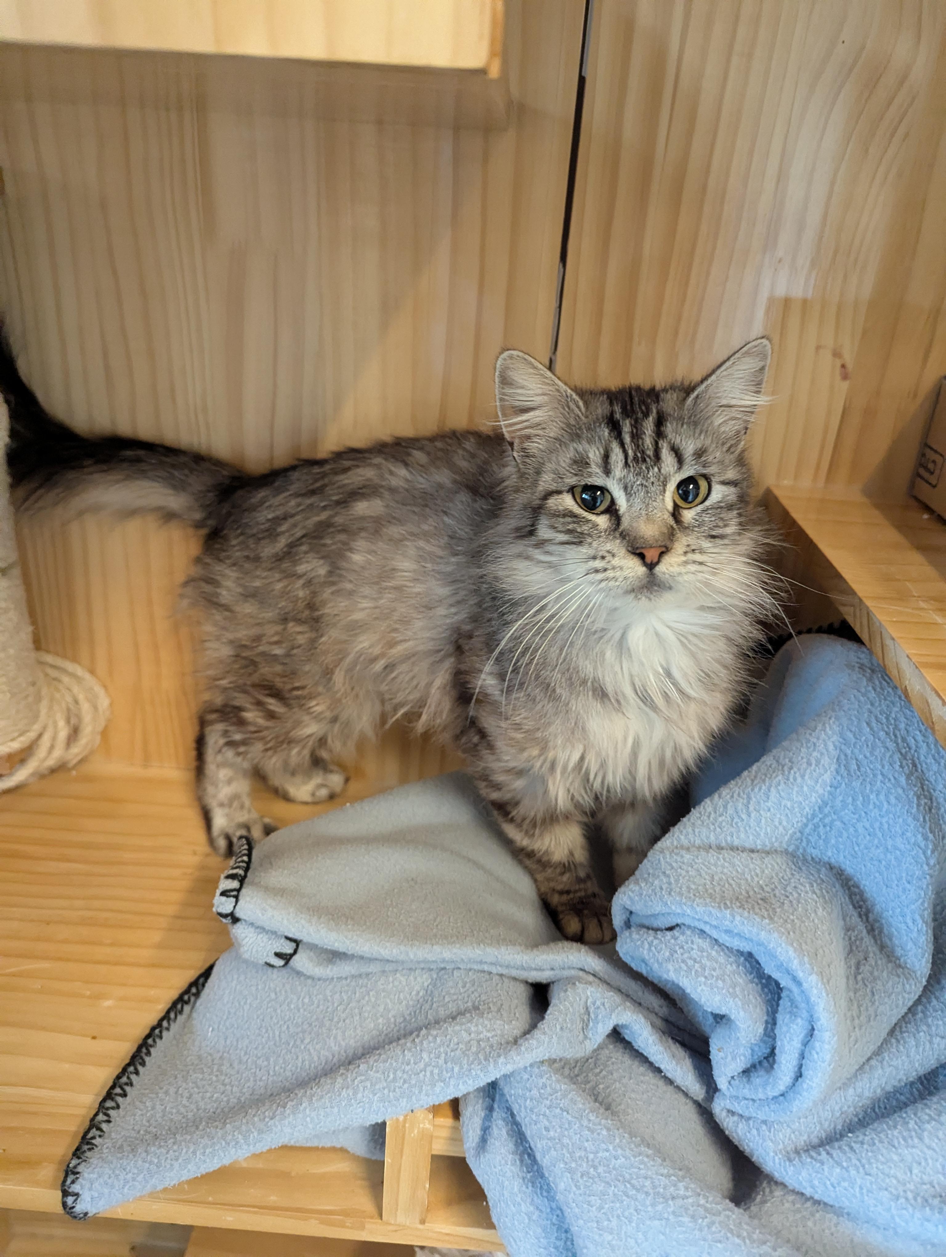 Meow, an adoptable Domestic Medium Hair in Torrey, UT, 84775 | Photo Image 2