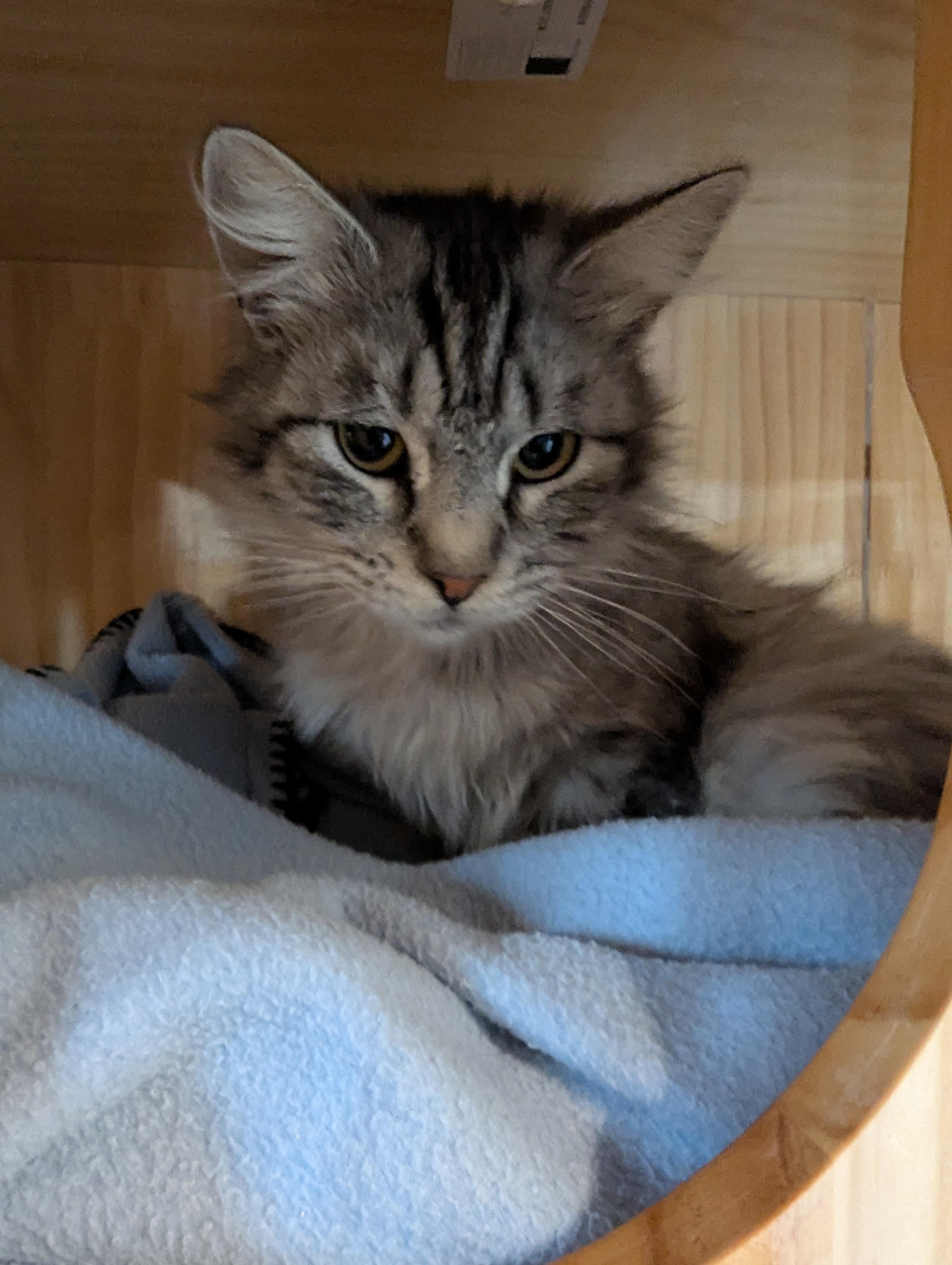Meow photo 4