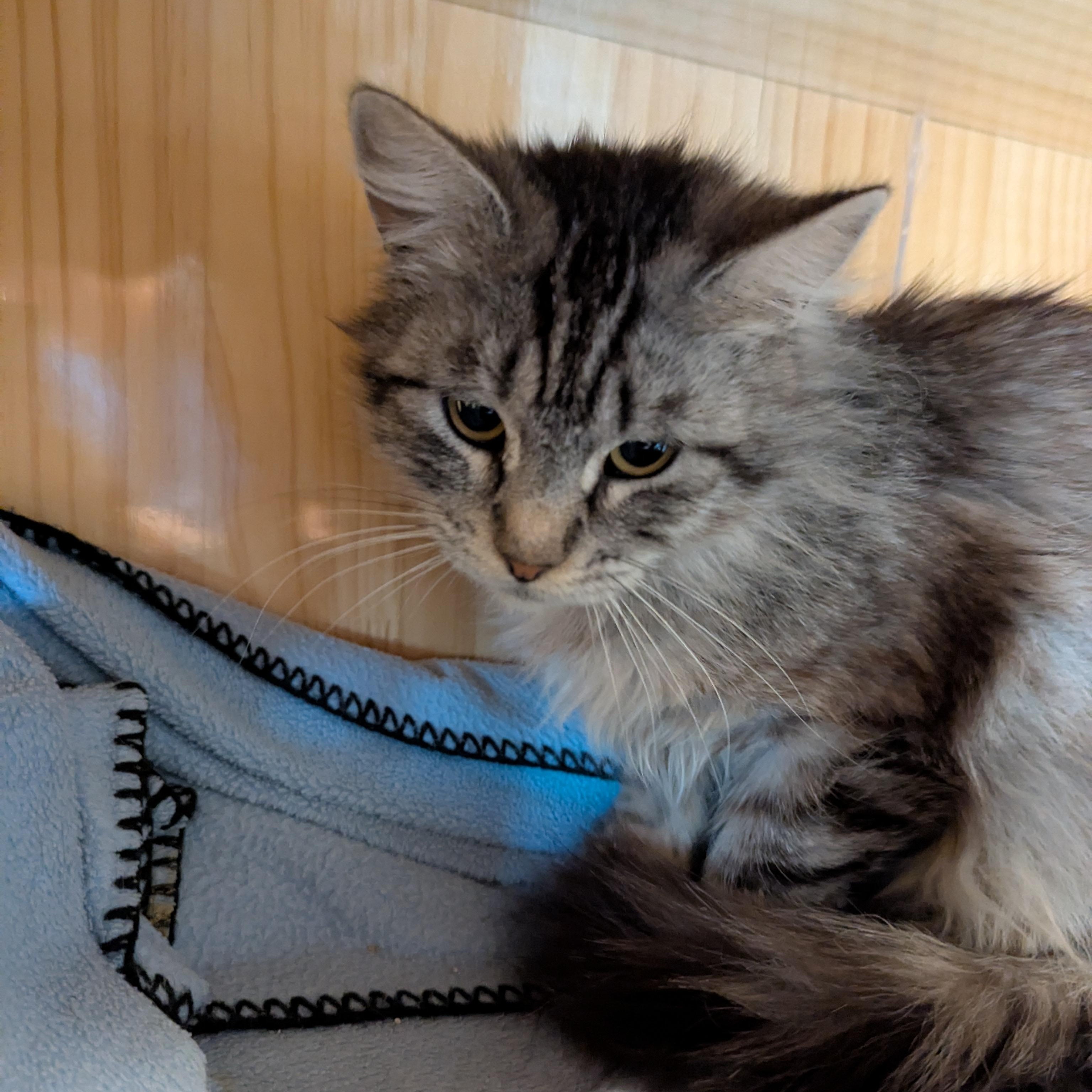 Meow photo 3