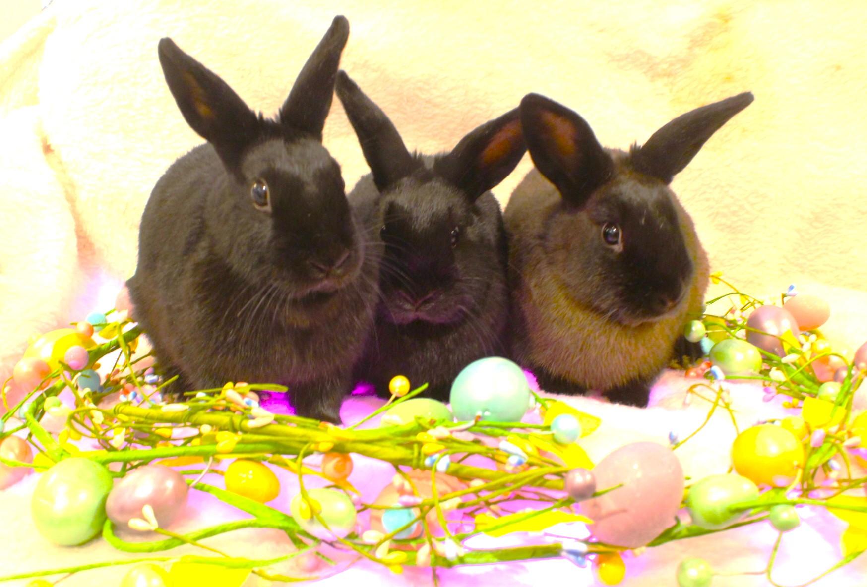 Marlowe, Magnolia & Maple, Adoptable, Young Female American.