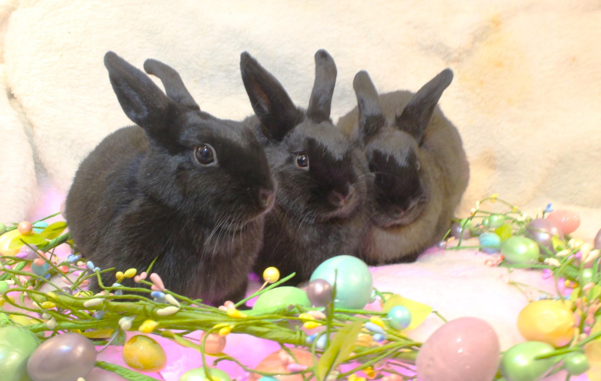 Marlowe, Magnolia & Maple, a Adoptable American in Hillside, NJ image 2/3