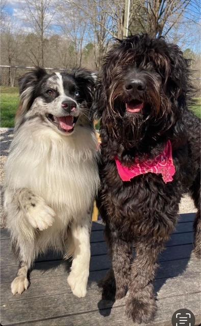Enlarge Easy, a ADOPTABLE Australian Shepherd in Albemarle, NC image 3/5