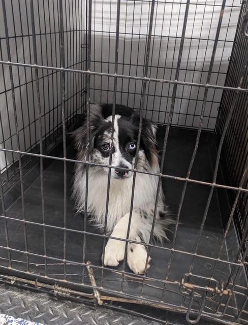 Enlarge Easy, a ADOPTABLE Australian Shepherd in Albemarle, NC image 5/5