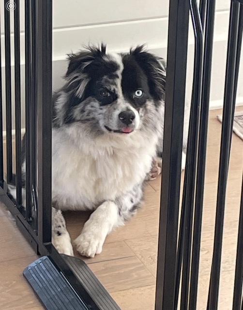 Enlarge Easy, a ADOPTABLE Australian Shepherd in Albemarle, NC image 2/5