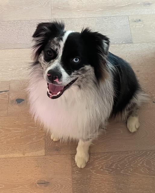Easy, ADOPTABLE, Adult Male Australian Shepherd.