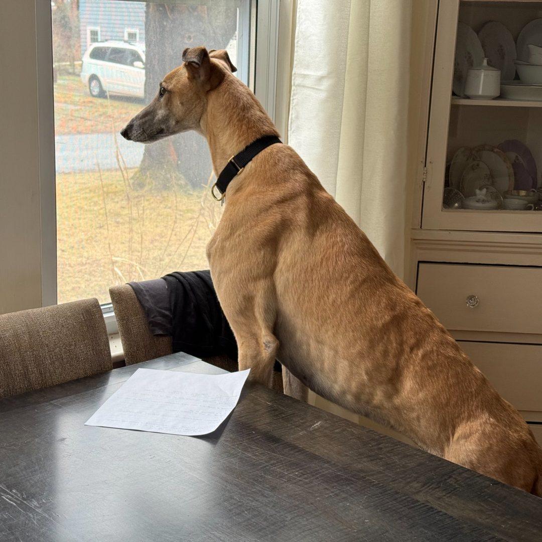 Enlarge Bandit, a ADOPTABLE Greyhound in Orange, CT image 5/6