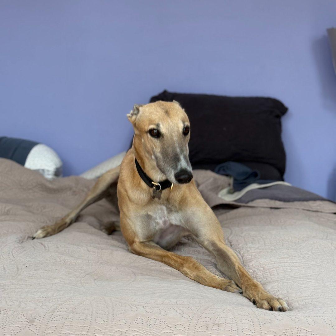 Enlarge Bandit, a ADOPTABLE Greyhound in Orange, CT image 6/6