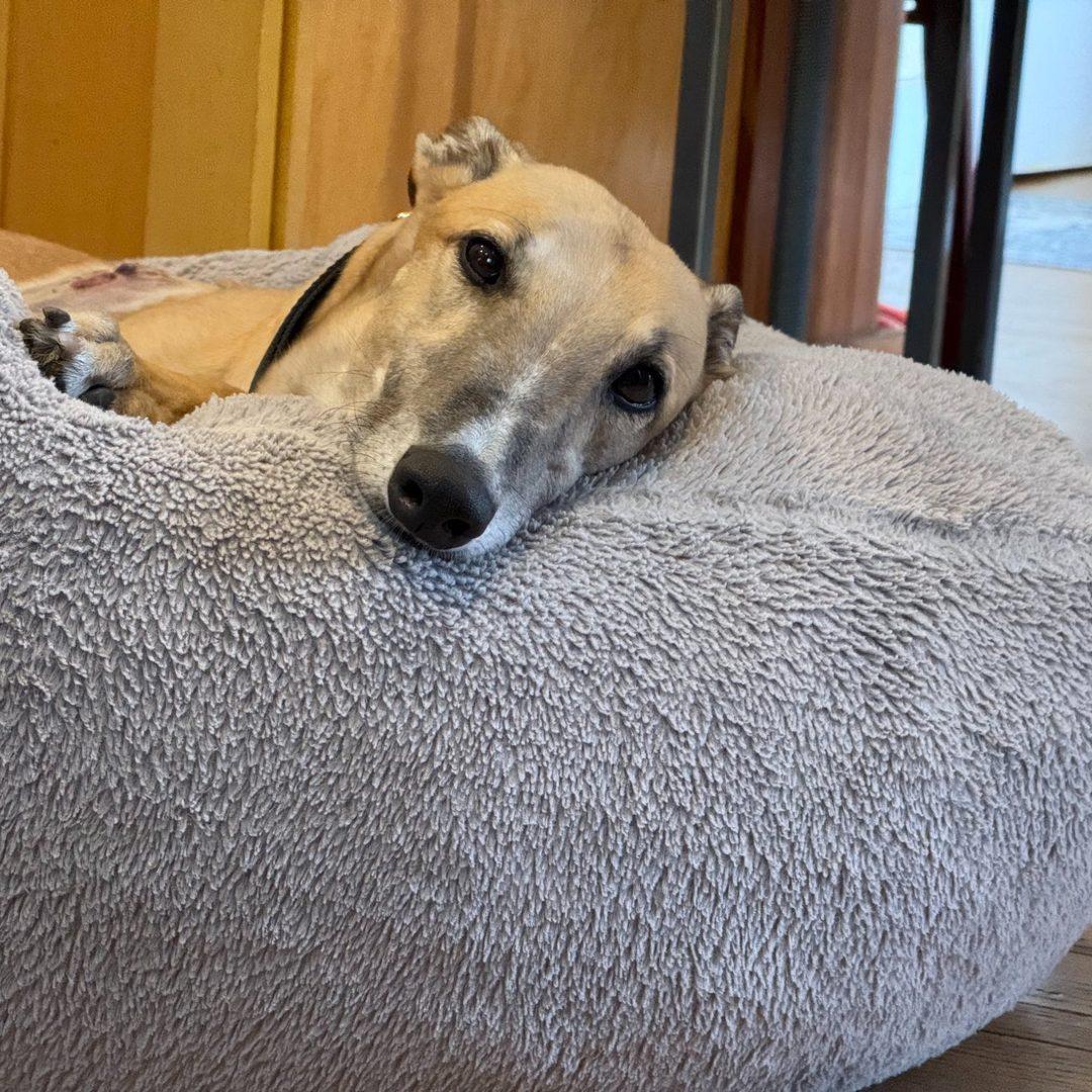 Enlarge Bandit, a ADOPTABLE Greyhound in Orange, CT image 2/6