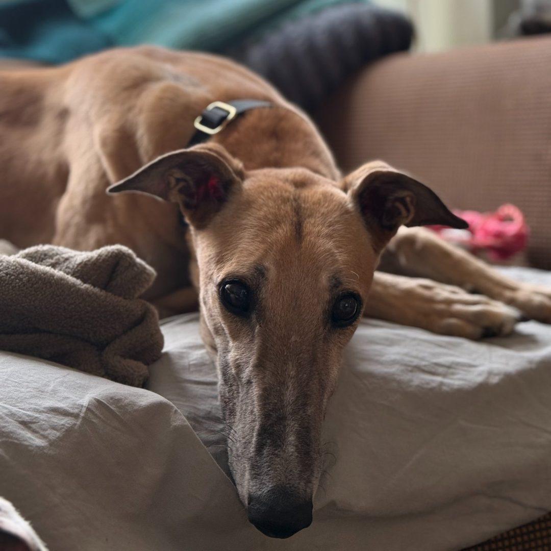 Bandit, ADOPTABLE, Adult Male Greyhound.