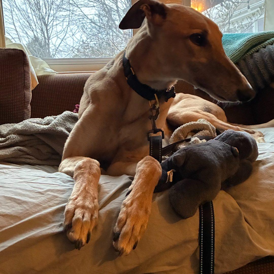 Enlarge Bandit, a ADOPTABLE Greyhound in Orange, CT image 4/6