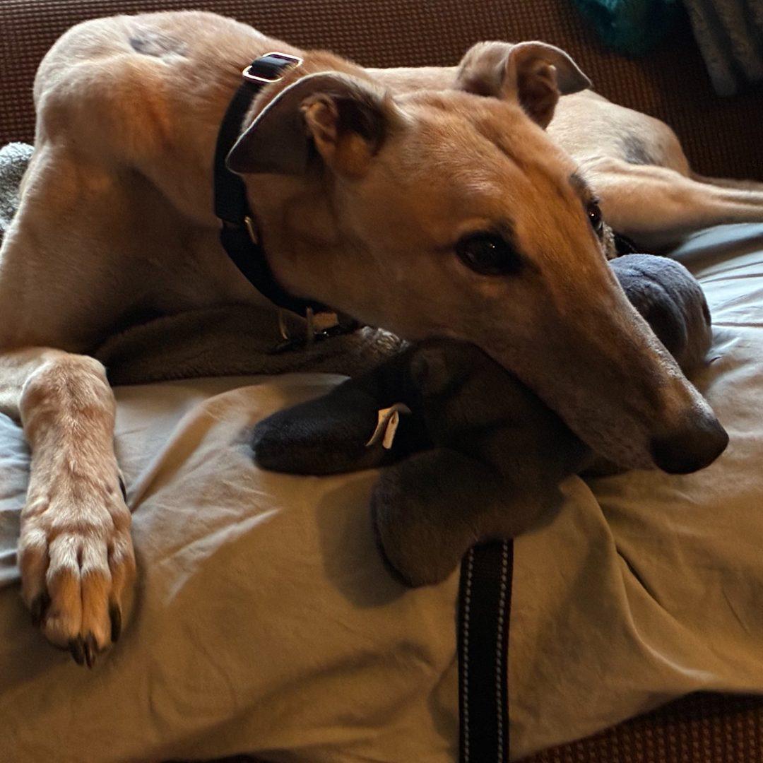 Enlarge Bandit, a ADOPTABLE Greyhound in Orange, CT image 3/6