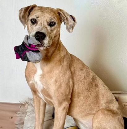 Henley, a Adoptable mixed breed in Mead, CO image 3/6