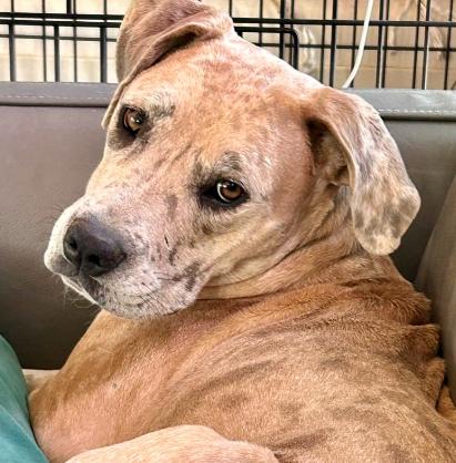 Henley, a Adoptable mixed breed in Mead, CO image 2/6