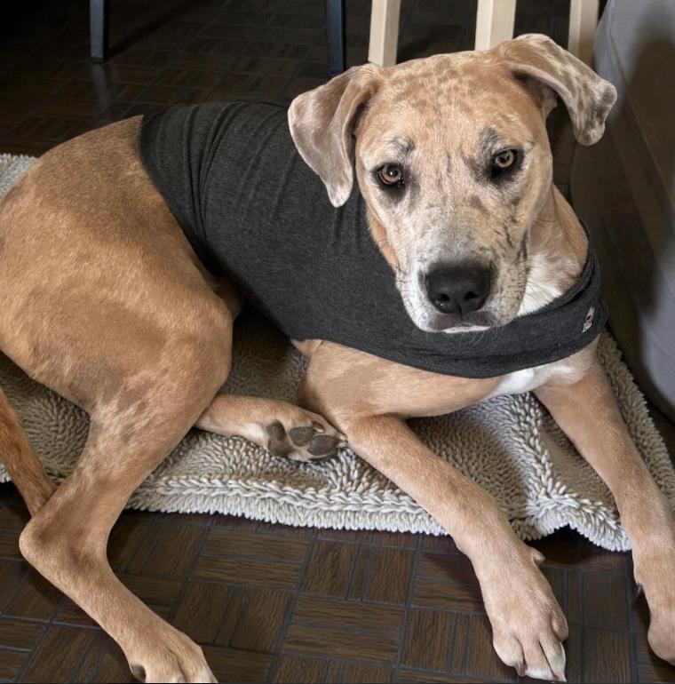 Enlarge Henley, a Adoptable mixed breed in Mead, CO image 1/6