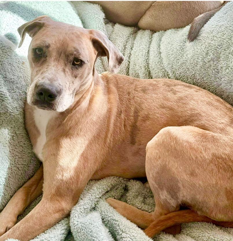 Henley, an adoptable Pit Bull Terrier, Mixed Breed in Mead, CO, 80542 | Photo Image 4