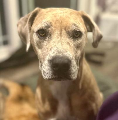 Henley, a Adoptable mixed breed in Mead, CO image 5/6