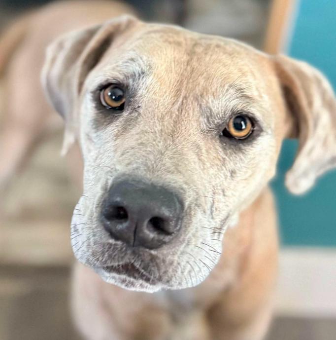 Henley, Young Female Pit Bull Terrier