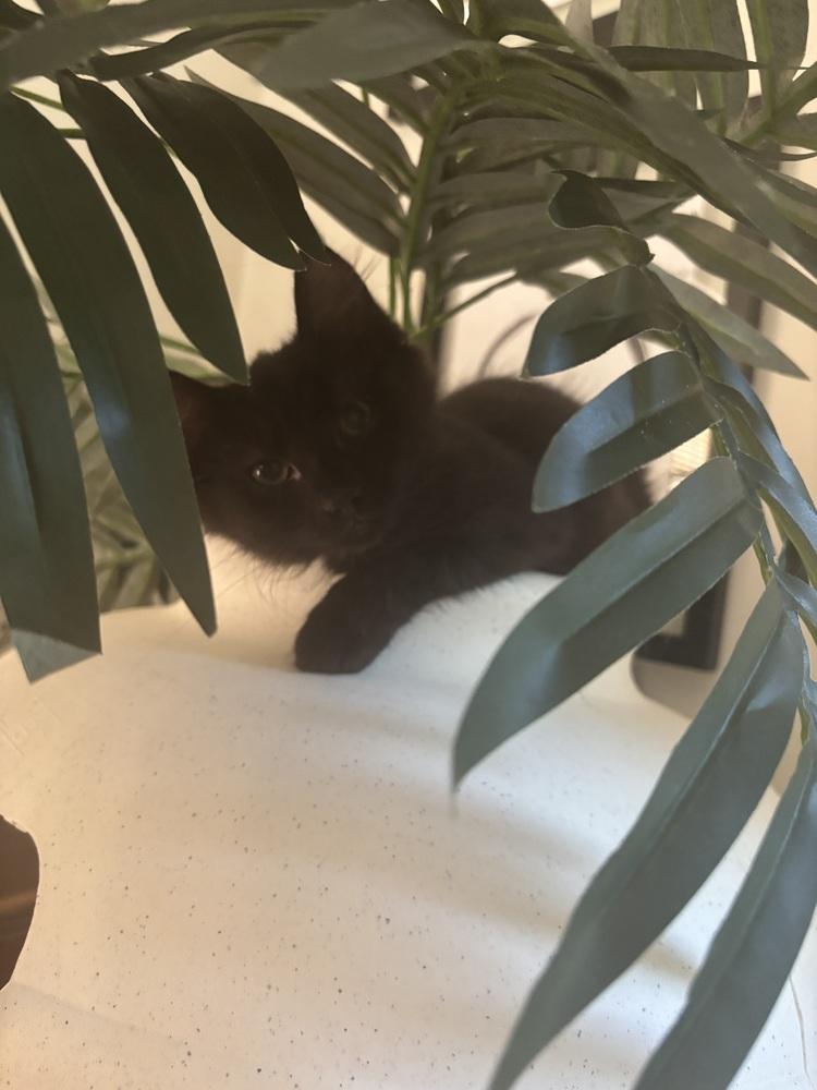D&D kittens: Mercury (Curry) the Druid, Adoptable, Kitten Female Domestic Medium Hair.