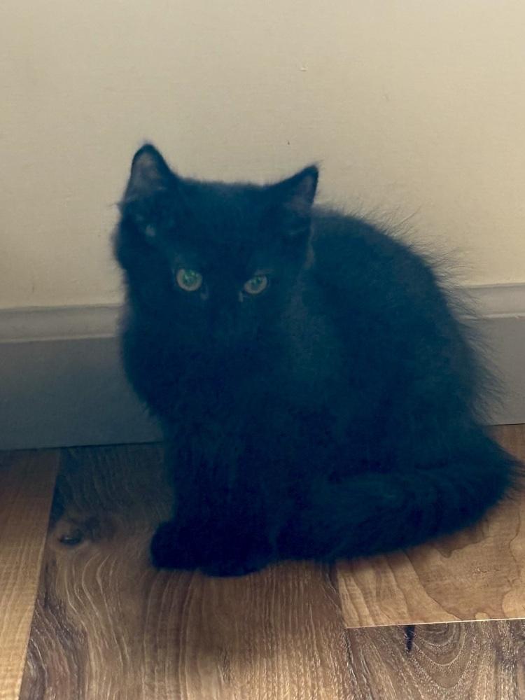 D&D kittens: Mercury (Curry) the Druid, a Adoptable mixed breed in Warren, CT image 2/5