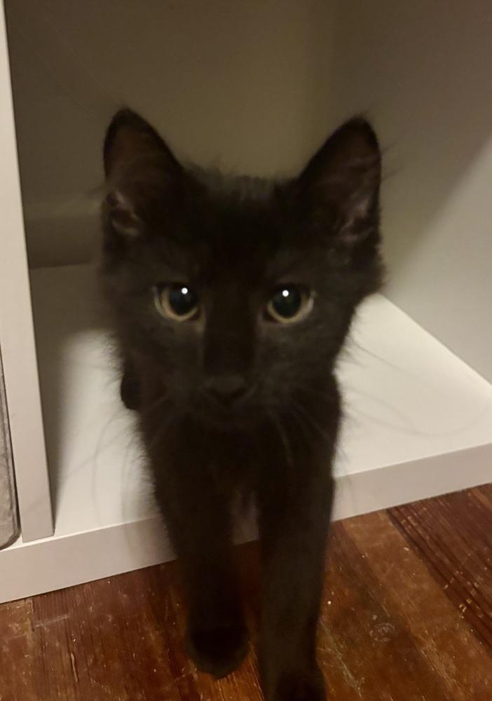 D&D kittens: Mercury (Curry) the Druid, a Adoptable mixed breed in Warren, CT image 3/5
