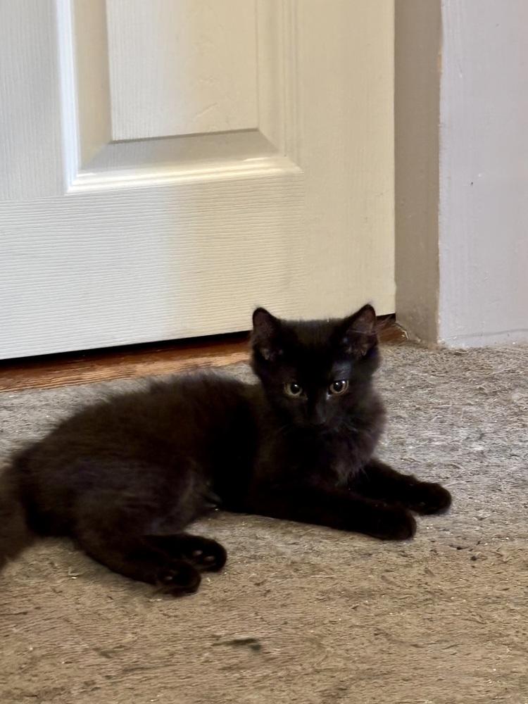 D&D kittens: Mercury (Curry) the Druid, a Adoptable mixed breed in Warren, CT image 4/5