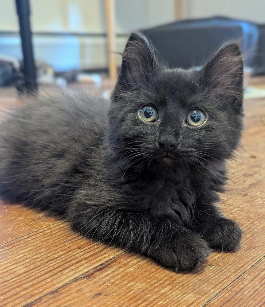 D&D kittens: Mercury (Curry) the Druid, a Adoptable mixed breed in Warren, CT image 5/5