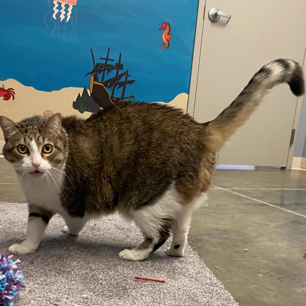 Matilda, Adoptable, Adult Female Domestic Short Hair.