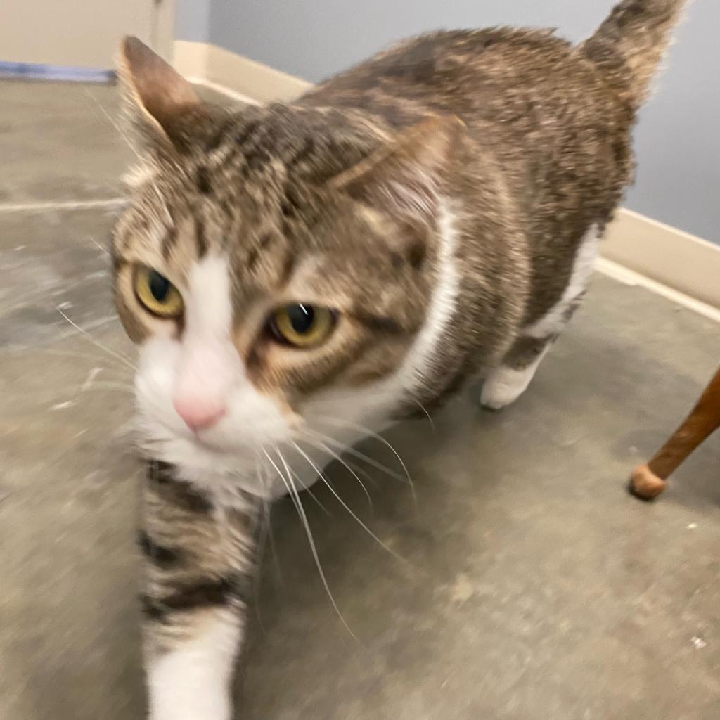 Enlarge Matilda, a Adoptable Domestic Short Hair in Manhattan, KS image 2/4