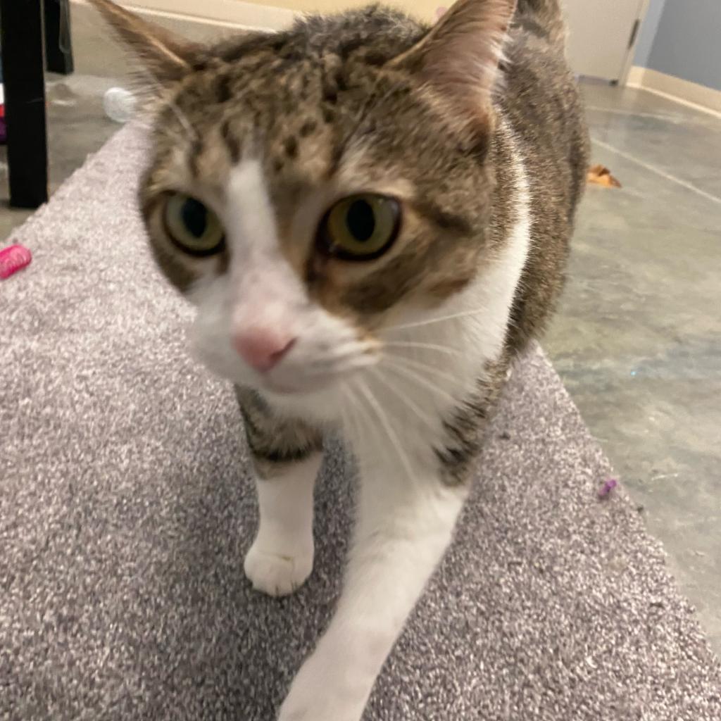 Enlarge Matilda, a Adoptable Domestic Short Hair in Manhattan, KS image 3/4