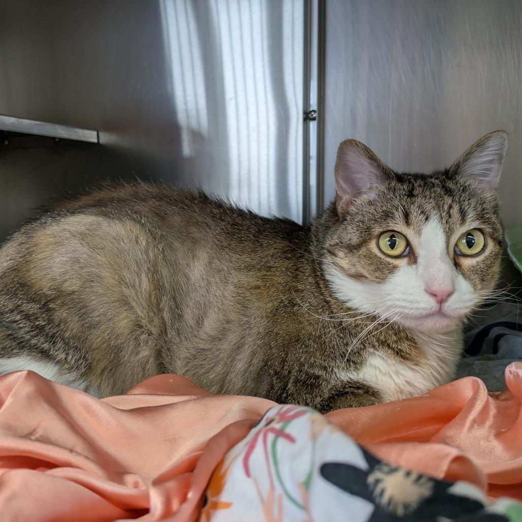 Matilda, Adoptable, Adult Female Domestic Short Hair.