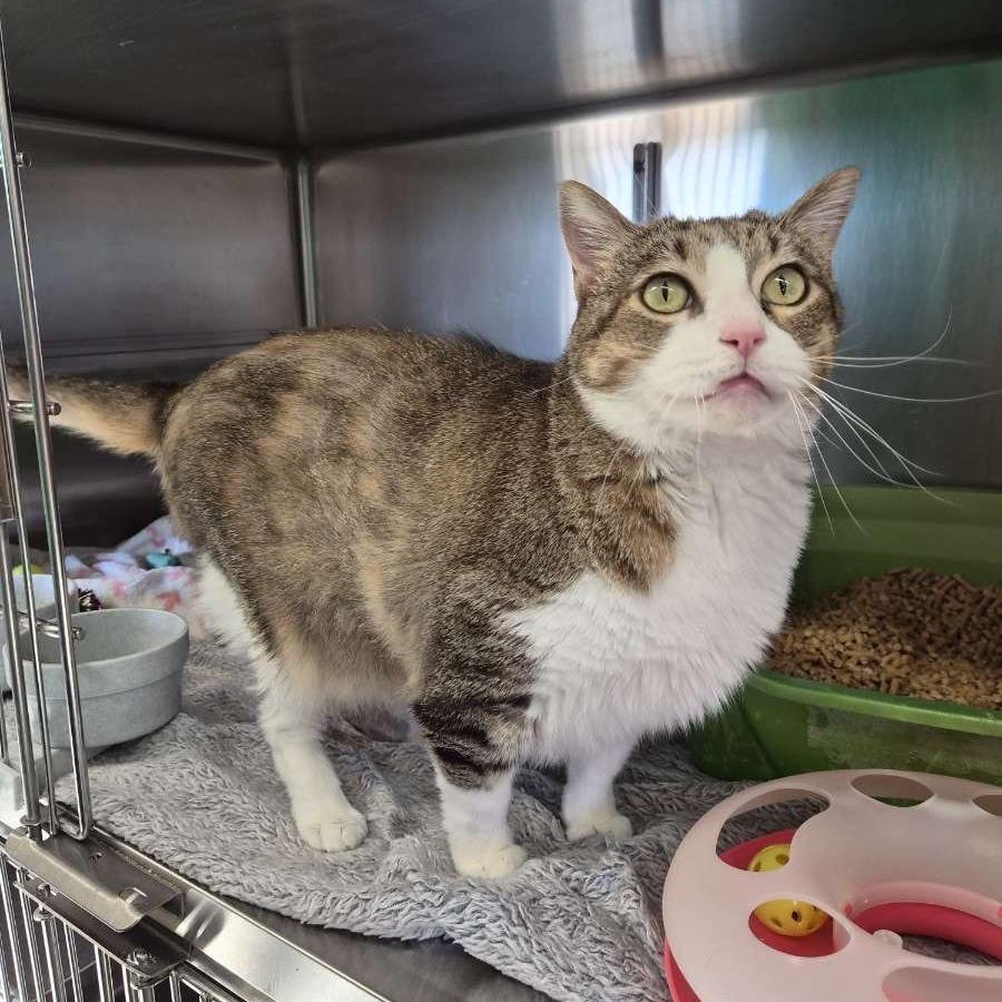 Enlarge Matilda, a Adoptable Domestic Short Hair in Manhattan, KS image 2/5