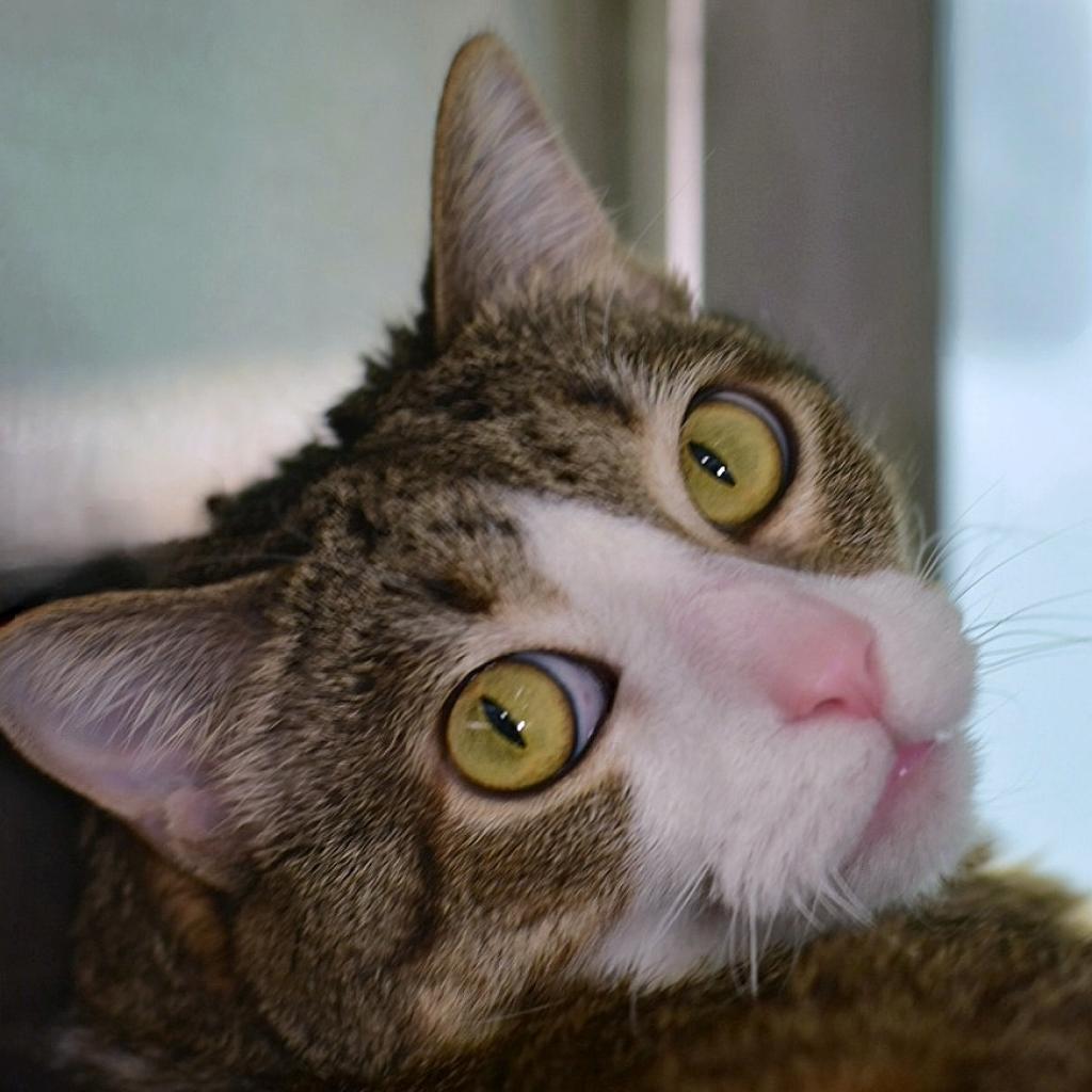 Enlarge Matilda, a Adoptable Domestic Short Hair in Manhattan, KS image 4/4