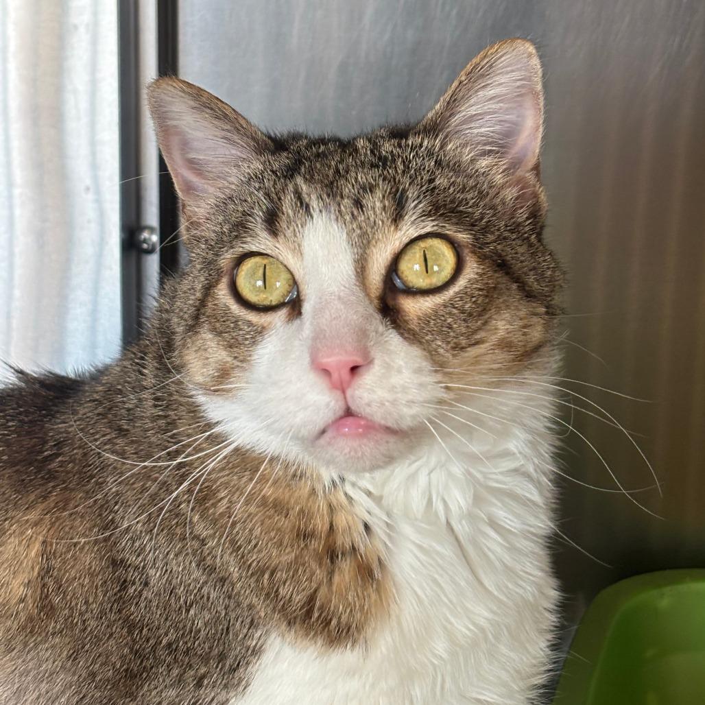 Enlarge Matilda, a Adoptable Domestic Short Hair in Manhattan, KS image 4/5