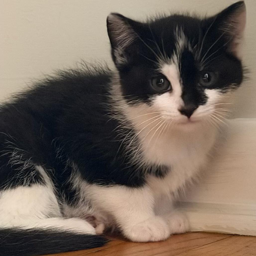 Bobble, Adoptable, Kitten Male Domestic Short Hair.